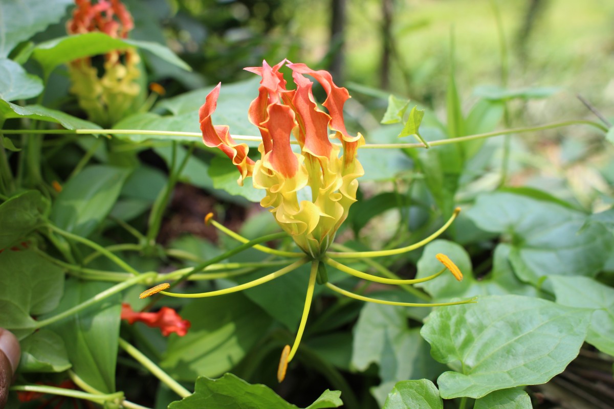 Gloriosa superba L.